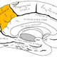 Image for article titled What Hypnosis Really Does to Your Brain